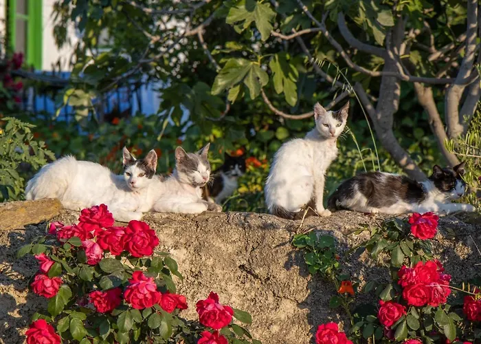 Secret Garden, A Little Paradise Of Tranquility. *