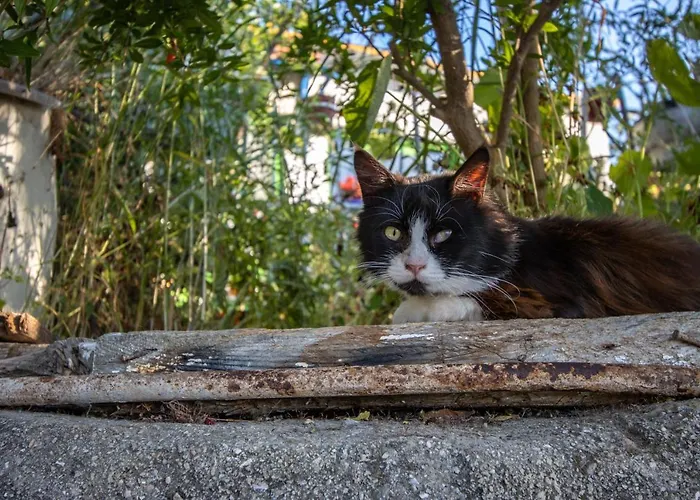 Casa vacanze Secret Garden, A Little Paradise Of Tranquility. *