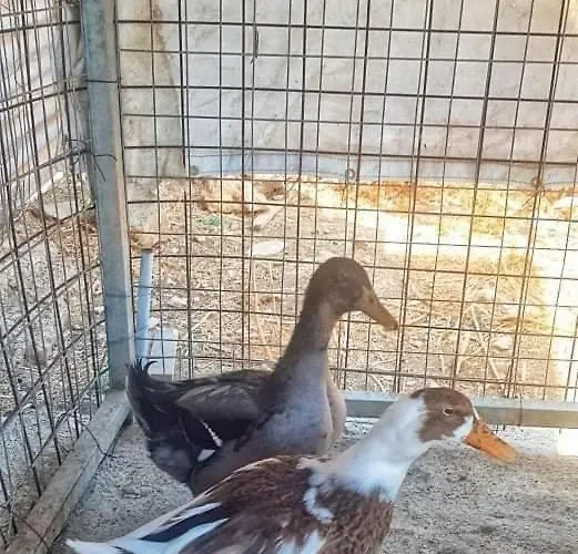 Secret Garden, A Little Paradise Of Tranquility. Lepidha