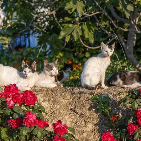 Secret Garden, A Little Paradise Of Tranquility. *