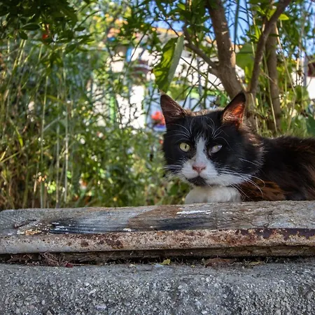 Nyaraló Secret Garden, A Little Paradise Of Tranquility. *
