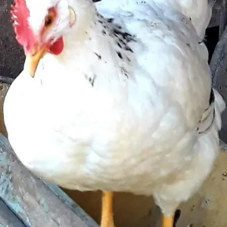 Nyaraló Secret Garden, A Little Paradise Of Tranquility. Lepidha