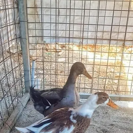 Secret Garden, A Little Paradise Of Tranquility. Lepidha