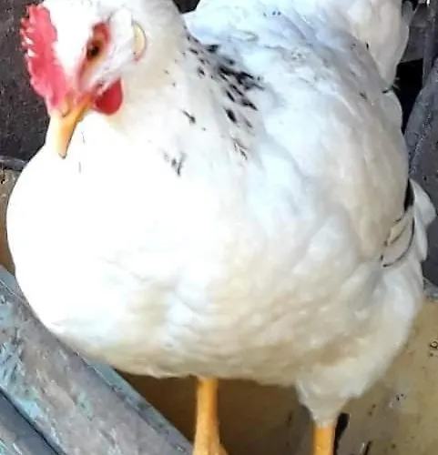 Case de vacanță Secret Garden, A Little Paradise Of Tranquility. Lepidha