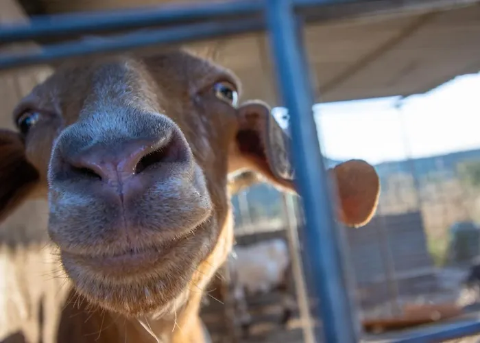 Case de vacanță Secret Garden, A Little Paradise Of Tranquility. *